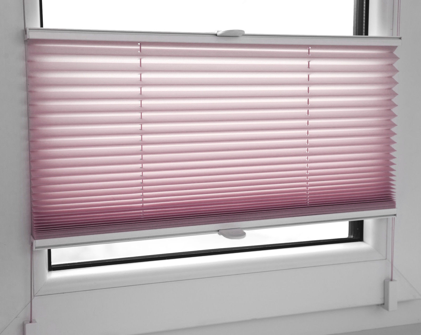 rosa_2419_0oIuUn28xfD6LX